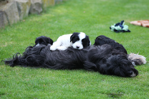 Tibet Terrier Welpen - Wurf A bei Dog's Wisdom, fröhlich &vderspielt