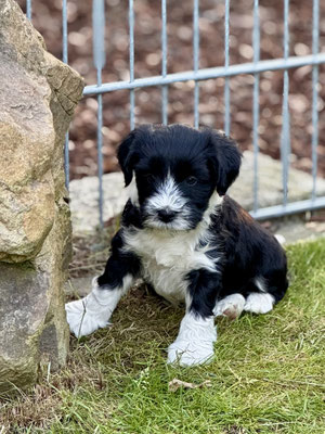 Tibet Terrier Welpe beim Klettern 01