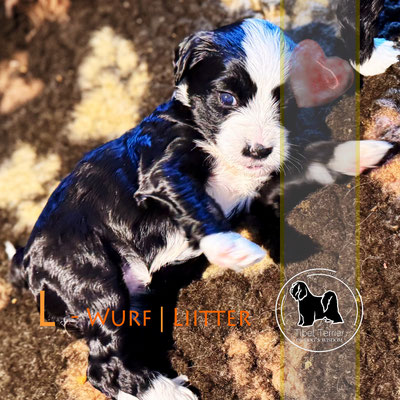 Tibet Terrier Welpe_Hündin
