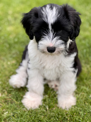 Tibet Terrier Welpen - Wurf C bei Dog's Wisdom, neugierig & familienah
