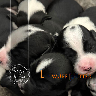 Tibet Terrier Welpen_L-Wurf of Dog's Wisdom 2025_Köpfchen