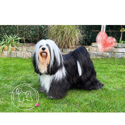 Tibet Terrier Zuchthündin Gin im Portrait - feiner Ausdruck, dunkle Augen, femininer Typ