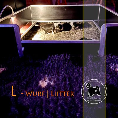 Tibet Terrier Welpen_L-Wurf of Dog's Wisdom 2025_Woche 3