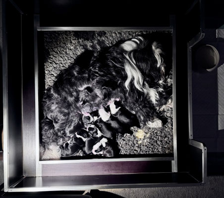 Tibet Terrier Welpen in der vegetativen Phase Woche 1-2 bei Mutter Gin in der Wurfkiste