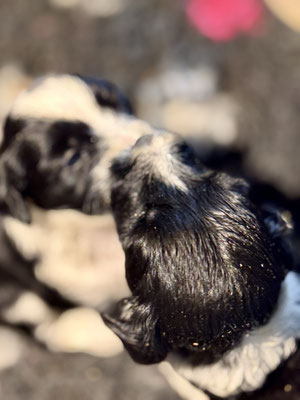 Tibet Terrier Welpen_L-Wurf of Dog's Wisdom 2025_Woche 4_wir werden agiler
