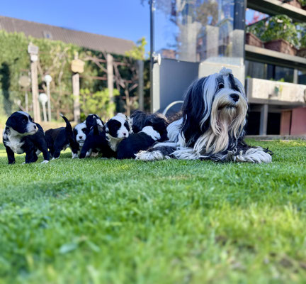 5 Wochen junge Tibet Terrier Welpen bei ihrem ersten Ausflug ins Freie - neue Eindrücke, Gerüche und Untergründe werden vorsichtig entdeckt. 