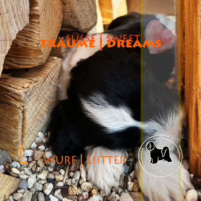 Tibet Terrier Welpen - Spielen macht Müde.