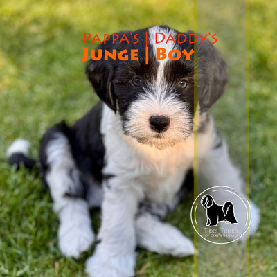 Tibet Terrier Welpe, Rüde, schwarz-weiß