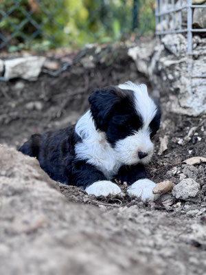 Tibet-Terrier-Welpe bewegt sich aufmerksam durch den Garten und erkundet verschiedene Untergründe.