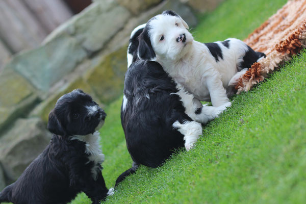 Tibet Terrier Welpen - Wurf B bei Dog's Wisdom, liebevoll sozialisiert