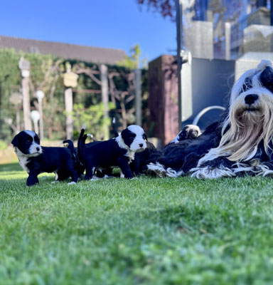 Tibet Terrier Welpen, 5 Wochen alt, erkunden zum ersten Mal den Garten - neugierig, verspielt und aufmerksam unter Aufsicht von Mutterhündin Gin.