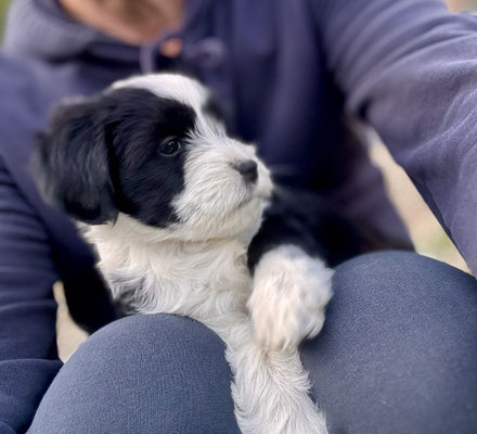 Tibet Terrier Welpen - Wurf F bei Dog's Wisdom, freundlich & aktiv