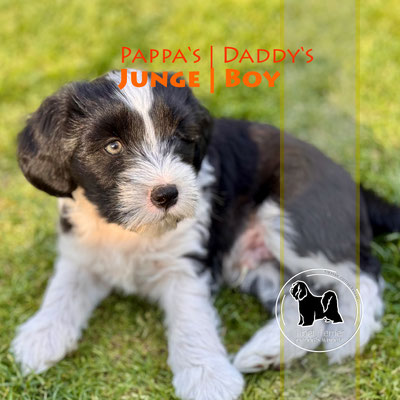 Tibet Terrier Welpe, Rüde, schwarz-weiß