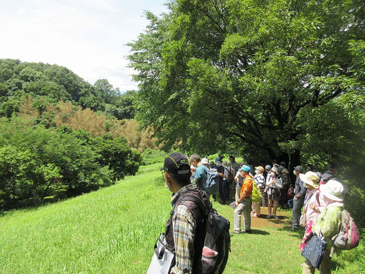 小山田の道  小山田の道を登った所でホトトギスの鳴き声が聞かれました。  「特許許可局!」「本尊掛けたか」「てっぺん駆けたか」と聞こえる鳴き声が特徴です。 資料より  ホトトギスの和歌は、万葉集中に１５６首、その内卯の花や花橘との組み合わせも多いです。 ホトトギスは、鳴いて人の魂を運ぶと言われること、稲作との関係つまり田植えの指標ということから、万葉集の課題に取り上げられることが多かったと一般的には考えられています。  　　　　