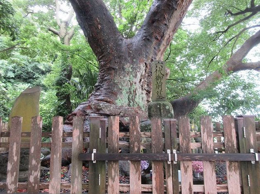 ・六代御前之墓  太いケヤキと大きなタブノキの下に墓碑があります。平清盛の曾孫、六代御前（平高清）は、田越川の畔で処刑されました。後に水戸藩氏平典盛が建立。墳墓は一段高い場所にあります。平家公達（皇族）の六代目(平正盛-忠盛-清盛-重盛-維盛-六代)にあたる事から“平 六代”と名づけられたそうです。権勢を極めた平家の最後の嫡流が眠ります。