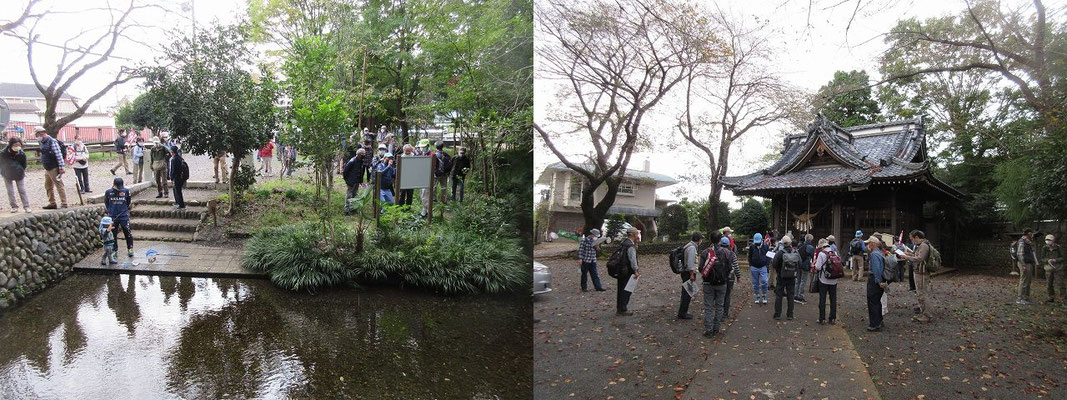 中野山王「子安神社」 　この湧水は古くから「明神様の泉」として親しまれ、生活に利用されてきたそうです。 　 　御本殿でひと際目立つ注連縄。山形県に多く見られるかたちです。 「因民党之碑」 　1881年（明治14）松方デフレ政策により農村は疲弊し、各地で因民党を結成され決起し、子安神社にも多摩北部因民党が集結しました。