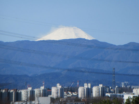 この所霞んでいた空気がすっきりし、富士山も鮮明に見えました。