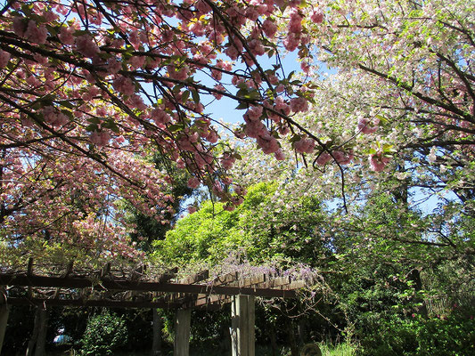 菅さくら公園で休憩  八重桜と藤がきれいでした。