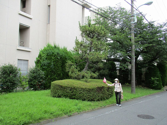 お茶屋の松  　一説には、かつてここに茶屋があったとか。  　枝ぶりの立派な黒松の大木で、昭和50年代まで存在したそうです。  　 万願寺の一里塚からちょうど一里程の所にあることから、一里塚だったとも考えられます。