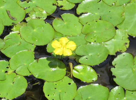 アサザ池  池には多年生の水草の「あさざ」が、初夏に黄色い可憐な花を水面に浮かせて咲きます。