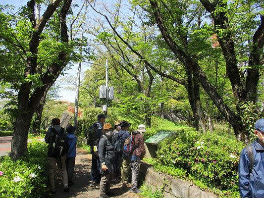 一本杉公園のスダジイ  　このスダジイは高さ16m、幹周り3.6m、枝張り11mの大木で、多摩市の天然記念物に指定されています。