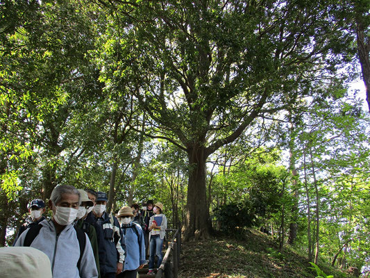 妙櫻寺手前を上がった頂上付近にある「シラカシの大木」