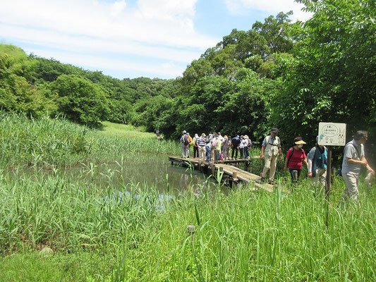 トンボ池  小山田緑地の大久保分園にある池。  丘陵からの湧き水を利用して作られ、初夏にはいろいろなトンボたちが産卵にやってきます。　