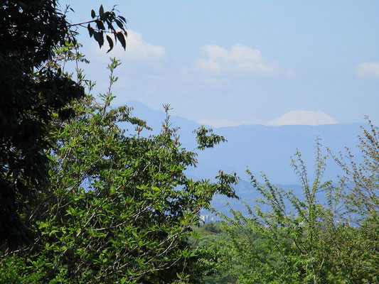 蛭が岳と富士山  　中坂公園へ向かう途中くっきりと見えていました。