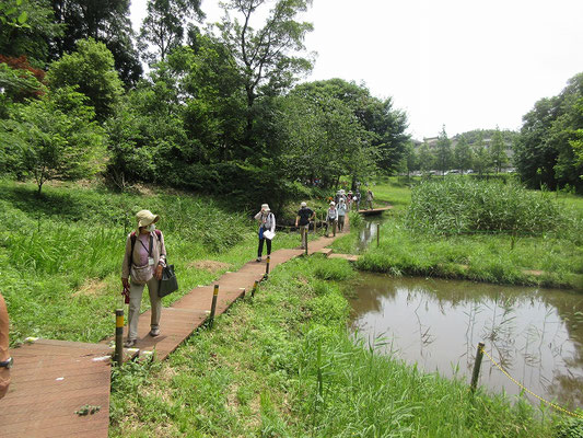 黒川よこみね緑地  生き物の生息環境である自然を残し、昆虫や鳥類など様々な生き物が棲む森となっています。  子供たちが捕まえたザリガニやおたまじゃくし、草花の絵をきながら自然を楽しんでいました。