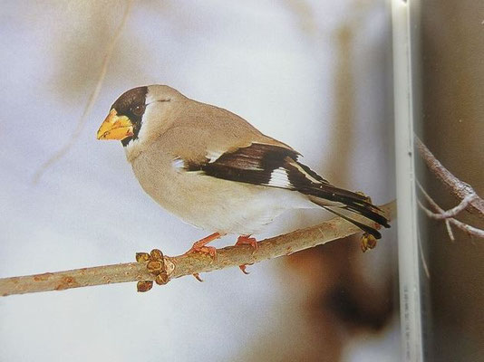 イカル　斑鳩　スズメ目アトリ科  奈良の斑鳩は、この鳥にちなむ地名　