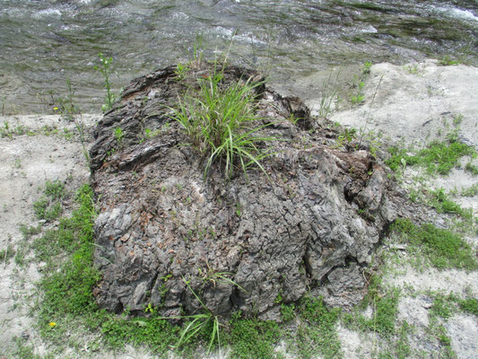 北浅川メタセコイヤ化石林 --１  メタセコイアは、ヒノキ科の落葉針葉樹。日本名はアケボノスギ。  中生代（約2億5,217万年前～約6,600万年前）から生きている植物