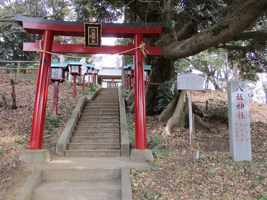 八坂神社  　八坂神社の御神木「すだじい」(ブナ科)　(多摩市指定天然記念物) 　目通り　３．２メートル・樹高　１７メートル　 幹の穴に白蛇が住んでいるという伝説がある。