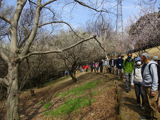 都立桜ヶ丘公園  　　地形は高低差数十ｍと起伏に富んでいます。 　園内には雑木林を主体にした自然林があり、自然散策に適しています。　旧多摩聖蹟記念館は、パスしました。