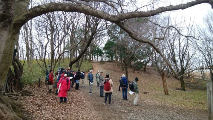 さくらの広場も冬木立です。