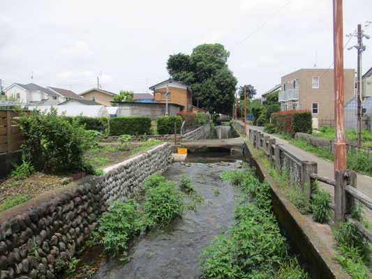 矢川に沿って歩きました。  矢川は、立川段丘崖の崖下からの湧水を集めて流れる幅２ｍ程の流れです。  きれいな川でカルガモもいました。