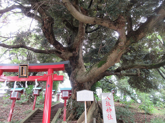 八坂神社の御神木「スダジイ」(ブナ科) (多摩市指定天然記念物) 目通り　３．２メートル 高さ　　１７メートル 　 幹の穴に白蛇が住んでいるという伝説があります。　