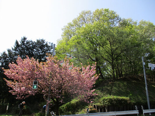 多摩清掃工場付近の八重桜　  　桜の桃色?と新緑の緑が合っていて綺麗。