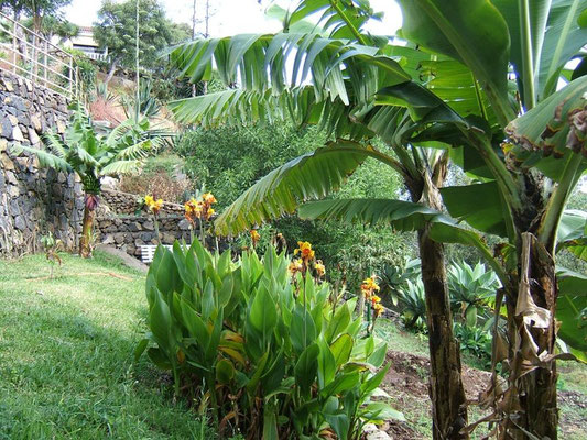 Unter anderem gedeihen Bananen auf der Finca. Und die schönen ausgefallenen Canna vermehren sich wie Unkraut