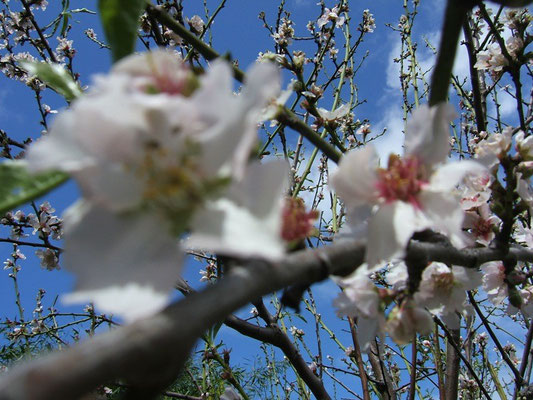 Mandel-Blüten in Nah-Aufnahme. Im Hintergrund ein wunderschöner blauer Himmel über Teneriffa