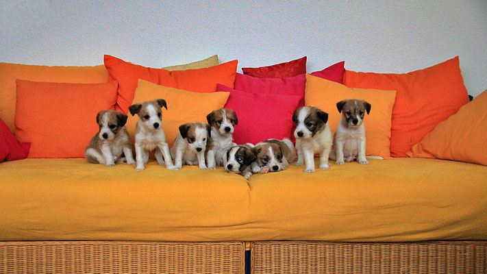 Murmel, Onni, Cara, Carlo, Charlie, Chuko, Cookie & Cooper