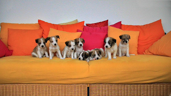 Murmel, Onni, Cara, Carlo, Charlie, Chuko, Cookie & Cooper