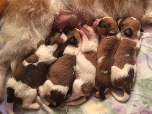 Charlie, Cookie, Cara, Captain Murmel & Cooper am 8.12.2018