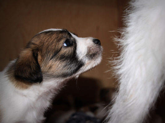 03.01.2019 - 41. Lebenstag: Charlie schnuppert Cataleya hinterher