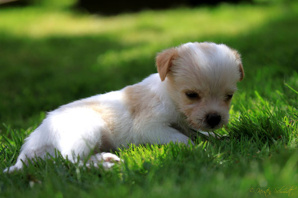 Blondie von der Humfelder Höh