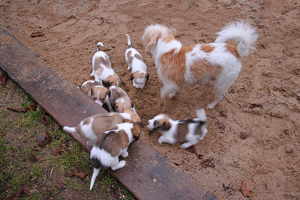 Aila mit Cookie, Charlie, Onnie, Cooper, Carlo, Chuko & Cara