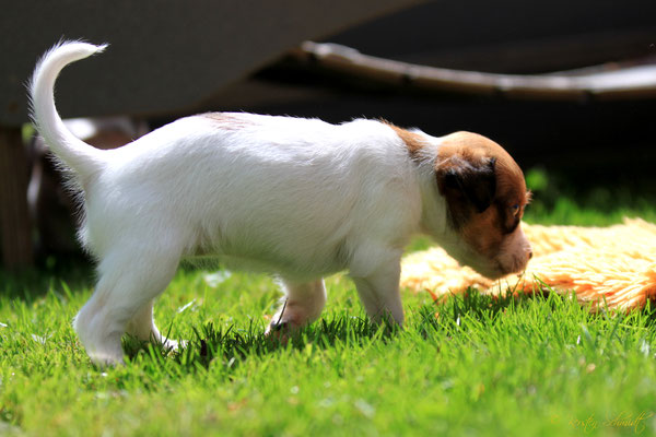 Bounty von der Humfelder Höh