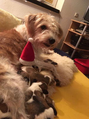 Nikolaus-Kuscheln mit Mama Aila: Cookie, Charlie, Onni und Cara