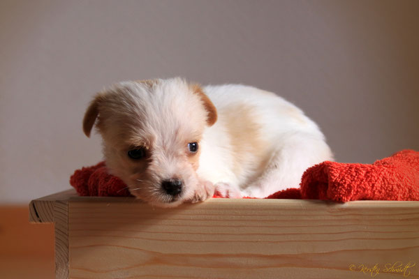 Blondie von der Humfelder Höh