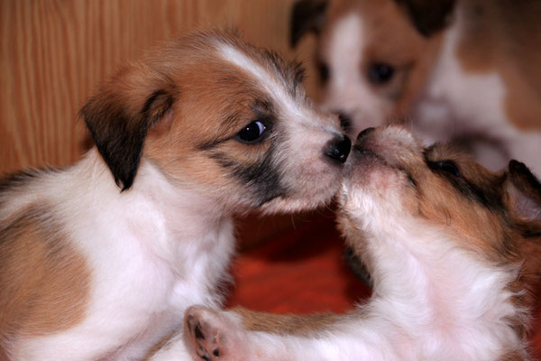 04.01.2019 - 42. Lebenstag: Chuko & Murmel (rechts)