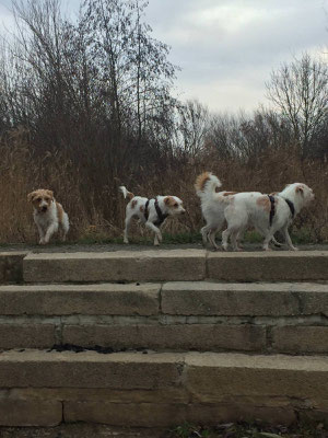 Bo, Amber, Nika & Bille